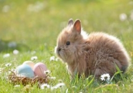 Życzenia Wielkanocne oraz komunikat Dyrektora Szkoły